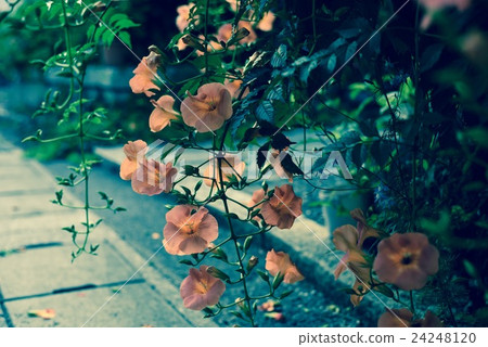 Nausuz Kazura 24248120