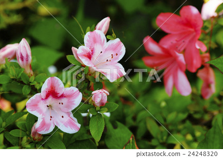 Satsuki Satsuki 24248320