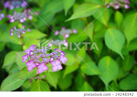 hydrangea   24248342