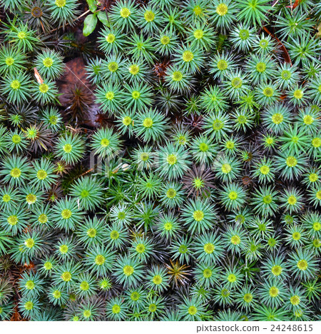 Enchanting emerald green moss ground cover Enchanting emerald green moss ground cover 24248615