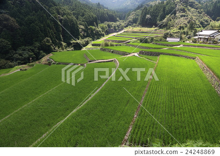 竹子區日本一百個選擇的水稻梯田 24248869
