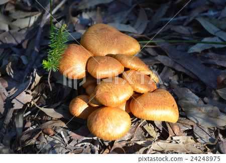 Group of golden orange agaric fungi Group of golden orange agaric fungi 24248975