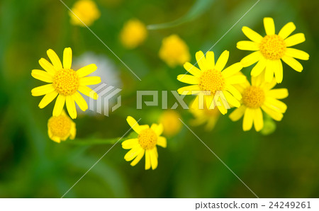 Macro of bright yellow flowers  24249261
