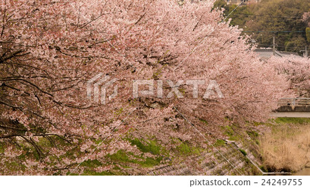 Spring, blooming on the riverbank, scenery of cherry blossoms in full bloom -1 Spring, blooming on the riverbank, scenery of cherry blossoms in full bloom -1 24249755