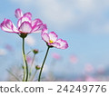 Fall cosmos flowers 24249776