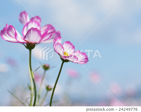 Fall cosmos flowers Fall cosmos flowers 24249776