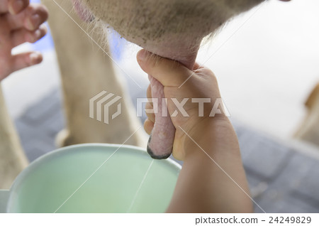 母牛的母乳喂養 母牛的母乳喂養 24249829