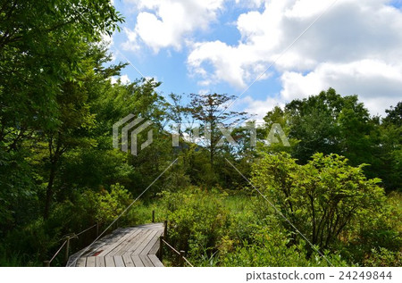 夏天箱根濕花園 夏天箱根濕花園 24249844