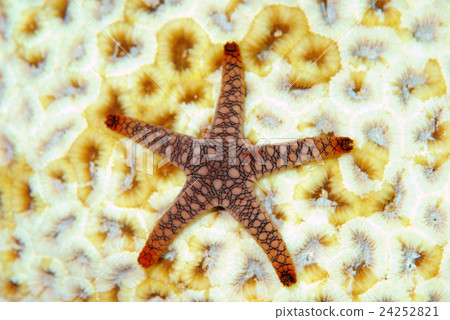 Starfish coral Starfish coral 24252821