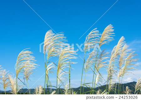 Aozora and Suzuki Aozora and Suzuki 24253026