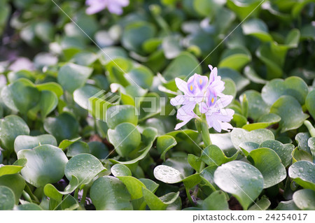 It is in full bloom in a group of Hydrotea (Hotei Aoi) of Yakushiji ruins (landscape of Nara prefecture) It is in full bloom in a group of Hydrotea (Hotei Aoi) of Yakushiji ruins (landscape of Nara prefecture) 24254017