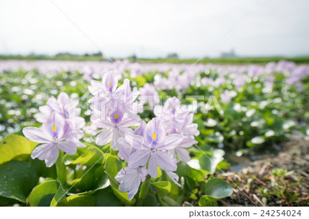 在Yakushiji遺址（奈良縣的風景）的一組Hydrotea（Hotei Aoi）盛開 24254024