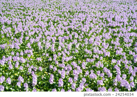 It is in full bloom in a group of Hydrotea (Hotei Aoi) of Yakushiji ruins (landscape of Nara prefecture) 24254034