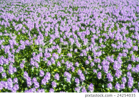 It is in full bloom in a group of Hydrotea (Hotei Aoi) of Yakushiji ruins (landscape of Nara prefecture) 24254035