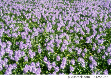 It is in full bloom in a group of Hydrotea (Hotei Aoi) of Yakushiji ruins (landscape of Nara prefecture) 24254036