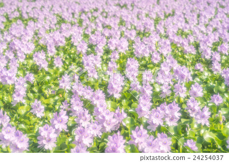 It is in full bloom in a group of Hydrotea (Hotei Aoi) of Yakushiji ruins (landscape of Nara prefecture) It is in full bloom in a group of Hydrotea (Hotei Aoi) of Yakushiji ruins (landscape of Nara prefecture) 24254037
