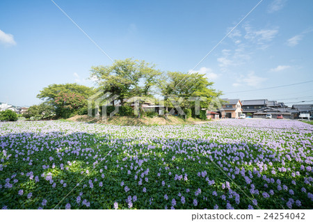 在Yakushiji遺址（奈良縣的風景）的一組Hydrotea（Hotei Aoi）盛開 24254042