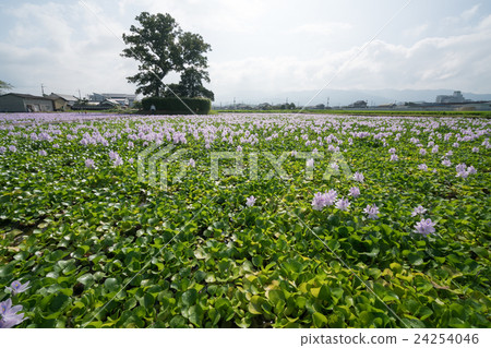 It is in full bloom in a group of Hydrotea (Hotei Aoi) of Yakushiji ruins (landscape of Nara prefecture) 24254046