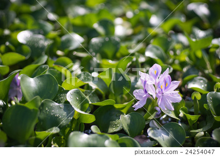It is in full bloom in a group of Hydrotea (Hotei Aoi) of Yakushiji ruins (landscape of Nara prefecture) 24254047