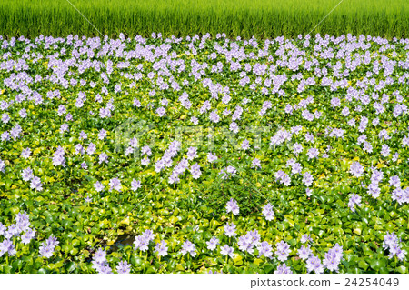 It is in full bloom in a group of Hydrotea (Hotei Aoi) of Yakushiji ruins (landscape of Nara prefecture) 24254049