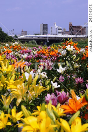 Yuri in full bloom and the N 700 series Shinkansen 24254148