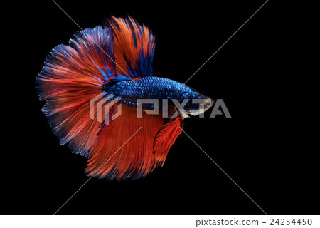Siamese betta fish movement on black background 24254450
