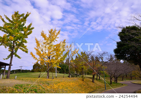 秋天的公園 秋天的公園 24254494