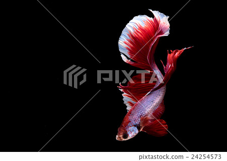 Siamese betta fish movement on black background 24254573