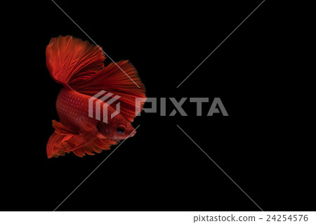 Siamese betta fish movement on black background 24254576
