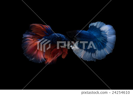Siamese betta fish movement on black background 24254610