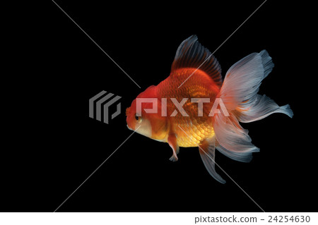 Gold fish isolated on black background Gold fish isolated on black background 24254630