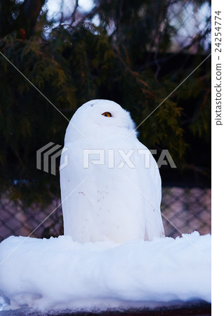 Snowy Owl on Snow Snowy Owl on Snow 24254774