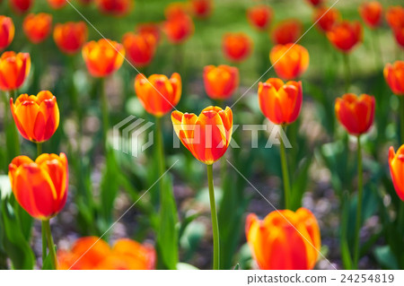 Orange tulip Orange tulip 24254819