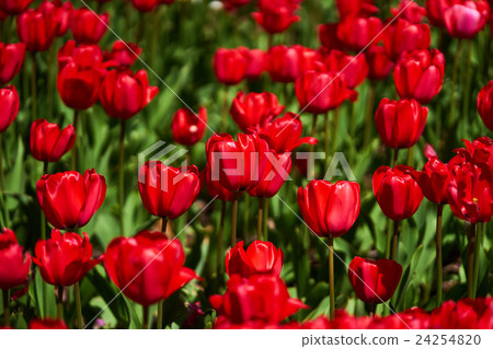 Red tulip Red tulip 24254820