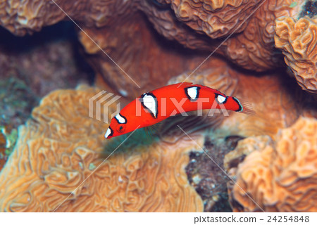 Tsuybanda幼魚 Tsuybanda幼魚 24254848
