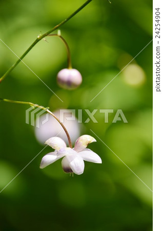 Lotus Seeds of Hakone Wet Garden 24254904