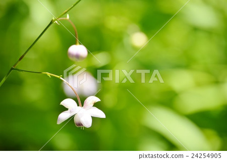 Green blurred and lotus roots Green blurred and lotus roots 24254905