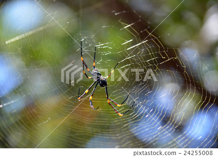 Australian female Golden orb weaver spider Australian female Golden orb weaver spider 24255008