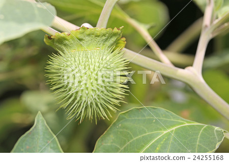 American ginseng morning glory American ginseng morning glory 24255168