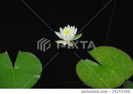 Ichinoseki睡蓮志賀高原 24255309