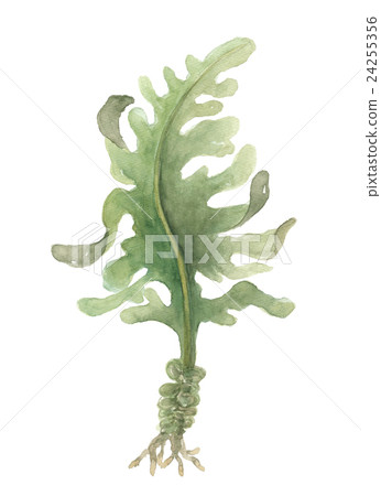 seaweed 24255356