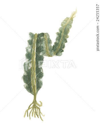 Konbu kombu Konbu kombu 24255357