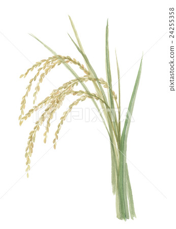 Rice field Rice field 24255358