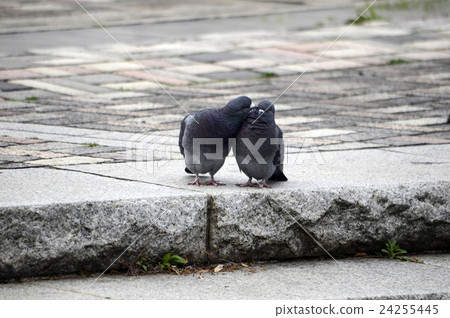 鴿子在公園裡 鴿子在公園裡 24255445