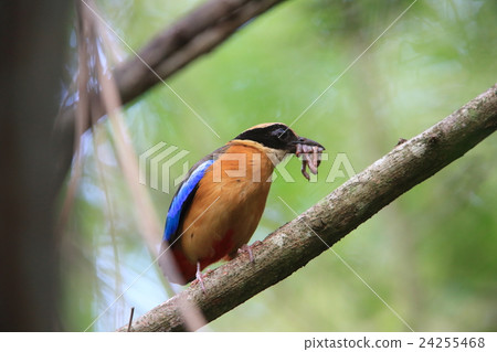 minami的巢 minami的巢 24255468