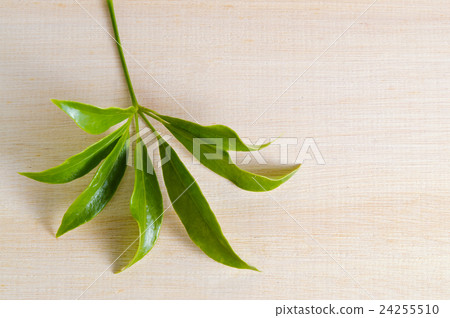 Araliaceae leaf isolated on wooden board 24255510
