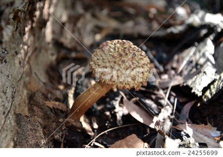 Brown shaggy cap mushroom, Boletus emodensis 24255699
