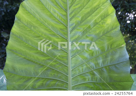 Large leaf vein vein 24255764