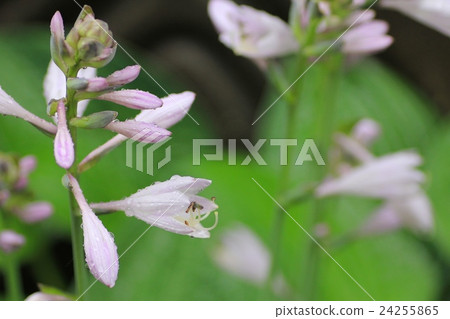雨天在花壇裡盛開的玉簪花 園藝 24255865