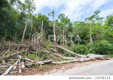 Trees cut down in forest, deforestation concept 24256118